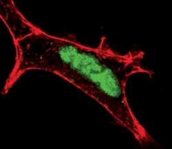 Invitrogen BRG1 Polyclonal Antibody 100 &mu;L; Unconjugated:Antibodies,