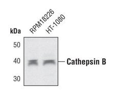 Invitrogen Cathepsin B Polyclonal Antibody 100 &mu;L | Buy Online | Invitrogen&trade; | Fisher Scientific