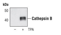 Invitrogen Cathepsin B Polyclonal Antibody 100 &mu;L | Buy Online | Invitrogen&trade; | Fisher Scientific