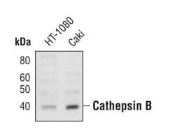 Invitrogen Cathepsin B Polyclonal Antibody 100 &mu;L; Unconjugated:Antibodies,