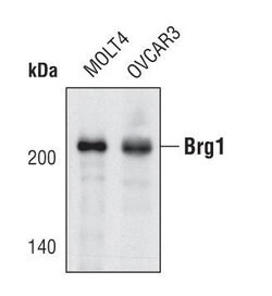 Invitrogen BRG1 Polyclonal Antibody 100 &mu;L; Unconjugated:Antibodies,