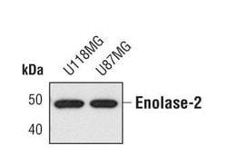 Invitrogen NSE Polyclonal Antibody 100 &mu;L; Unconjugated:Antibodies,