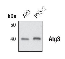 Invitrogen ATG3 Polyclonal Antibody 100 &mu;L; Unconjugated:Antibodies,