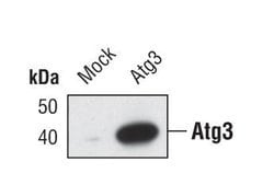 Invitrogen ATG3 Polyclonal Antibody 100 &mu;L; Unconjugated:Antibodies,