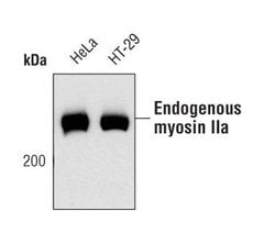 Invitrogen MYH9 Polyclonal Antibody 100 &mu;L | Buy Online | Invitrogen&trade; | Fisher Scientific
