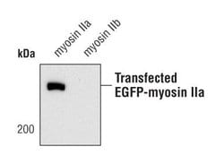 Invitrogen MYH9 Polyclonal Antibody 100 &mu;L | Buy Online | Invitrogen&trade; | Fisher Scientific