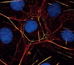 Invitrogen MYH10 Polyclonal Antibody 100 &mu;L; Unconjugated:Antibodies,