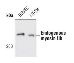 Invitrogen MYH10 Polyclonal Antibody 100 &mu;L; Unconjugated:Antibodies,