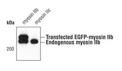 Invitrogen MYH10 Polyclonal Antibody 100 &mu;L; Unconjugated:Antibodies,