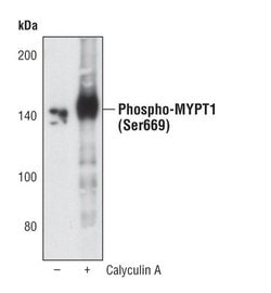 Invitrogen Phospho-MYPT1 (Ser668) Polyclonal Antibody 100 &mu;L; Unconjugated:Antibodies,