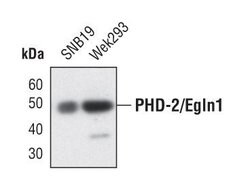 Invitrogen PHD2 Polyclonal Antibody 100 &mu;L; Unconjugated:Antibodies,