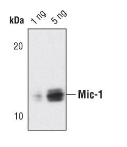 Invitrogen GDF15 Polyclonal Antibody 100 &mu;L; Unconjugated:Antibodies,