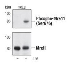 Invitrogen Phospho-MRE11 (Ser676) Polyclonal Antibody 100 &mu;L; Unconjugated:Antibodies,