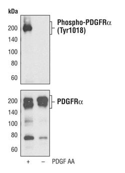 Invitrogen Phospho-PDGFRA (Tyr1018) Polyclonal Antibody 100 &mu;L; Unconjugated:Antibodies,