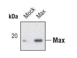 Invitrogen MAX Polyclonal Antibody 100 &mu;L; Unconjugated:Antibodies,