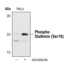 Invitrogen Phospho-Stathmin 1 (Ser16) Polyclonal Antibody 100 &mu;L; Unconjugated:Antibodies,