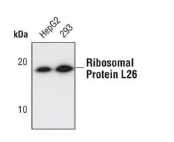 Invitrogen RPL26 Polyclonal Antibody 100 &mu;L; Unconjugated:Antibodies,