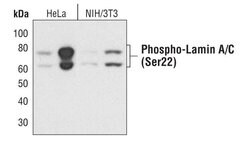 Invitrogen Phospho-Lamin A/C (Ser22) Polyclonal Antibody 100 &mu;L; Unconjugated:Antibodies,