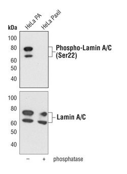 Invitrogen Phospho-Lamin A/C (Ser22) Polyclonal Antibody 100 &mu;L; Unconjugated:Antibodies,