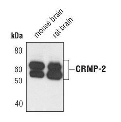 Invitrogen CRMP2 Polyclonal Antibody 100 &mu;L | Buy Online | Invitrogen&trade; | Fisher Scientific