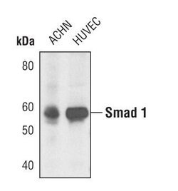 Invitrogen SMAD1 Polyclonal Antibody 100 &mu;L | Buy Online | Invitrogen&trade; | Fisher Scientific