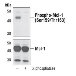 Invitrogen Phospho-MCL1 (Ser159, Thr163) Polyclonal Antibody 100 &mu;L | Buy Online | Invitrogen&trade; | Fisher Scientific