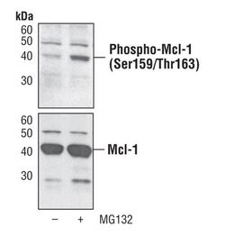 Invitrogen Phospho-MCL1 (Ser159, Thr163) Polyclonal Antibody 100 &mu;L | Buy Online | Invitrogen&trade; | Fisher Scientific