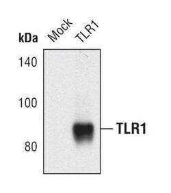 Invitrogen TLR1 Polyclonal Antibody 100 &mu;L | Buy Online | Invitrogen&trade; | Fisher Scientific
