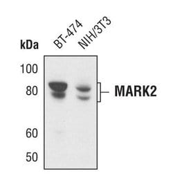 MARK2 Polyclonal Antibody:Antibodies, Polyclonal