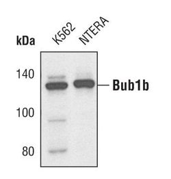 Invitrogen BUBR1 Polyclonal Antibody 100 &mu;L; Unconjugated:Antibodies,