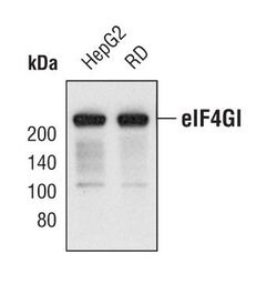 Invitrogen eIF4G Polyclonal Antibody 100 &mu;L; Unconjugated:Antibodies,