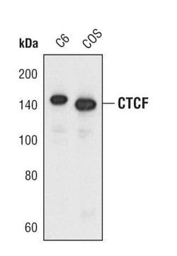 Invitrogen CTCF Polyclonal Antibody 100 &mu;L | Buy Online | Invitrogen&trade; | Fisher Scientific