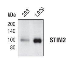 Invitrogen STIM2 Polyclonal Antibody 100 &mu;L; Unconjugated:Antibodies,