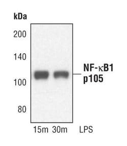 NFkB p105 Polyclonal Antibody:Antibodies, Polyclonal