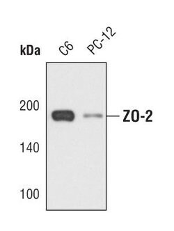 Invitrogen ZO-2 Polyclonal Antibody 100 &mu;L; Unconjugated:Antibodies,