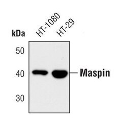 Invitrogen Maspin Polyclonal Antibody 100 &mu;L; Unconjugated:Antibodies,