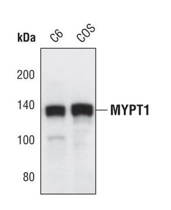 Invitrogen MYPT1 Polyclonal Antibody 100 &mu;L; Unconjugated:Antibodies,