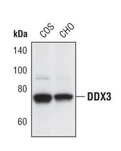 Invitrogen DDX3 Polyclonal Antibody 100 &mu;L | Buy Online | Invitrogen&trade; | Fisher Scientific