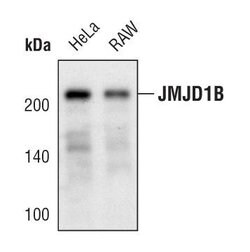 Invitrogen JMJD1B Polyclonal Antibody 100 &mu;L; Unconjugated:Antibodies,