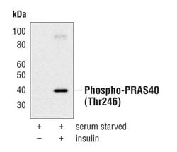 Invitrogen Phospho-PRAS40 (Thr246) Polyclonal Antibody 100 &mu;L; Unconjugated:Antibodies,