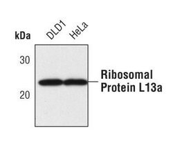 Invitrogen RPL13A Polyclonal Antibody 100 &mu;L | Buy Online | Invitrogen&trade; | Fisher Scientific