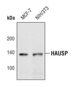 Invitrogen USP7 Polyclonal Antibody 100 &mu;L | Buy Online | Invitrogen&trade; | Fisher Scientific
