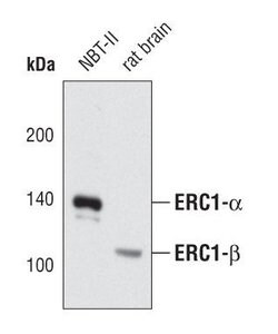 Invitrogen ERC1 Polyclonal Antibody 100 &mu;L; Unconjugated:Antibodies,