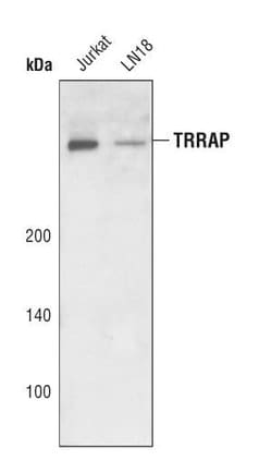 TRRAP Polyclonal Antibody:Antibodies, Polyclonal