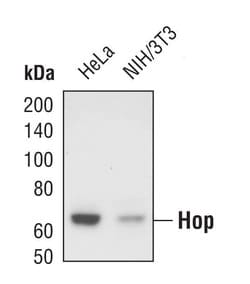 STIP1 Polyclonal Antibody:Antibodies, Polyclonal