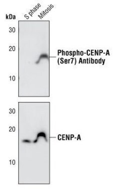 Invitrogen Phospho-CENPA (Ser7) Polyclonal Antibody 100 &mu;L; Unconjugated:Antibodies,
