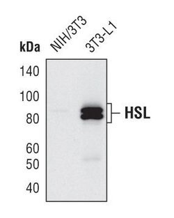 HSL Polyclonal Antibody:Antibodies, Polyclonal