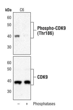 Invitrogen Phospho-CDK9 (Thr186) Polyclonal Antibody 100 &mu;L; Unconjugated:Antibodies,