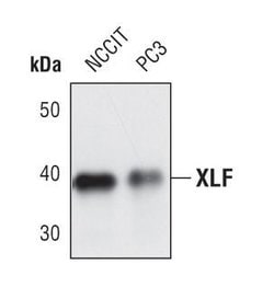 Invitrogen XLF Polyclonal Antibody 100 &mu;L; Unconjugated:Antibodies,