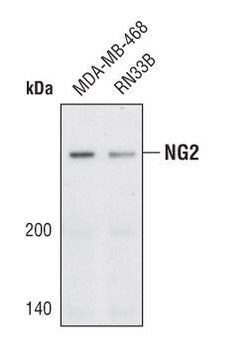 NG2 Rabbit anti-Human, Mouse, Rat, Polyclonal, Invitrogen 100 &mu;L; Unconjugated:Antibodies,